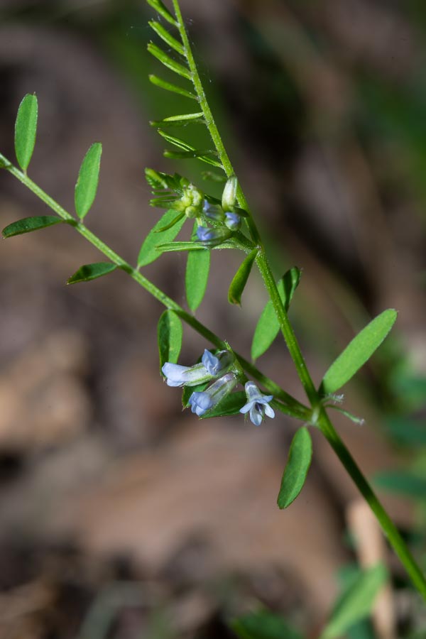 Vicia loiseleurii / Veccia di Loiseleur